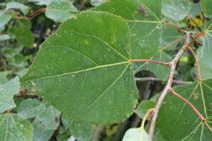Η χρήση του Aspen για τη βελτίωση της ισχύος